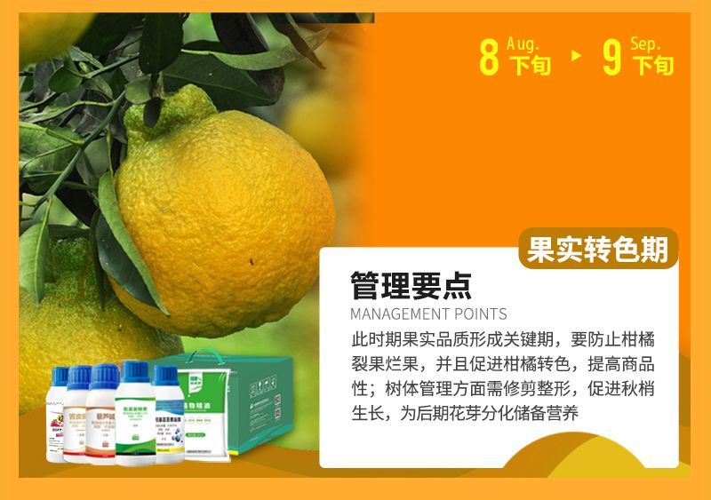 此時期果實(shí)品質(zhì)形成關(guān)鍵期，要防止柑橘裂果爛果，并且促進(jìn)柑橘轉(zhuǎn)色，提高商品性;樹體管理方面需修剪整形，促進(jìn)秋梢生長，為后期花芽分化儲備營養(yǎng)